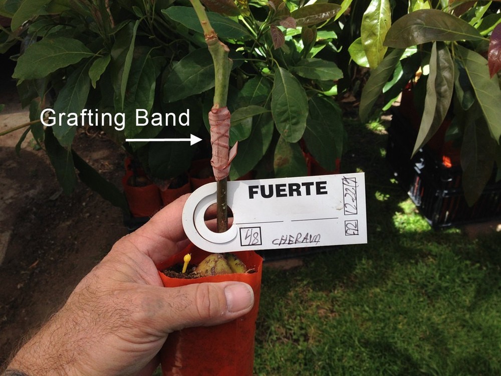 Fuerte Grafted Avocado Tree - Cold Hardy - Live Avocado Tree