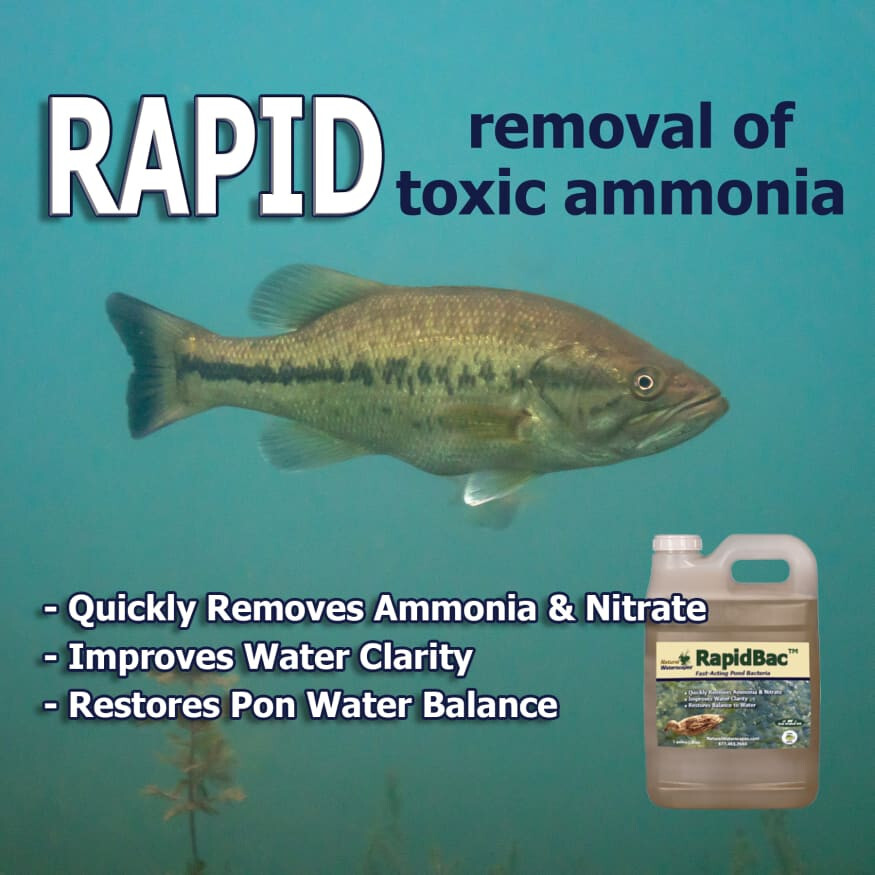 RapidBac Pond Bacteria 1 gal
