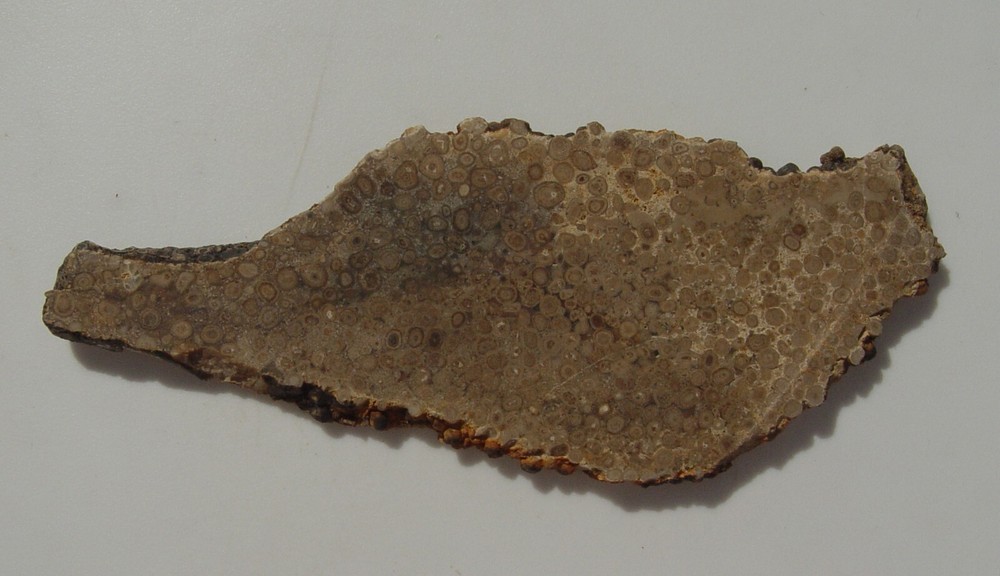 Oolite Lapidary Slab T1211