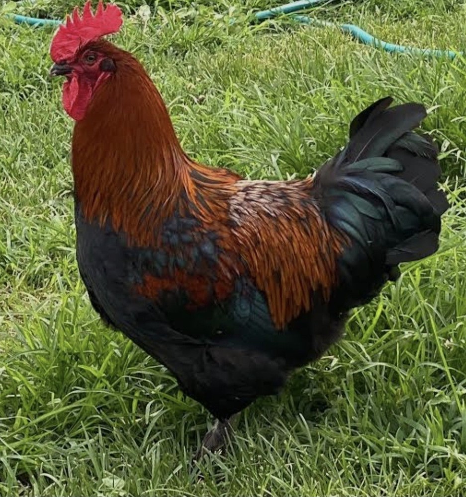 6 BBS Maran Chicken Hatching Eggs