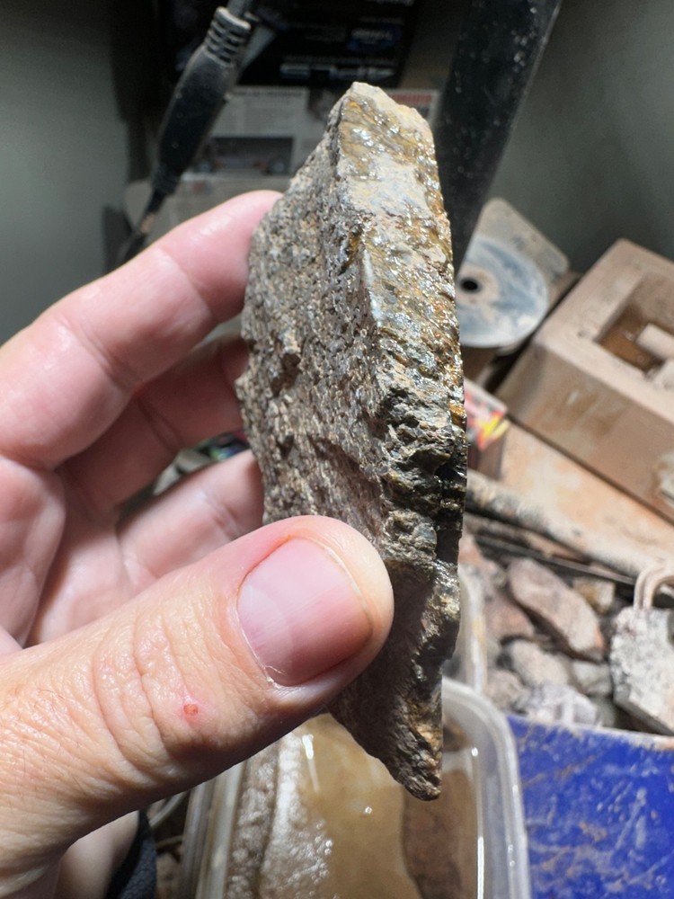 Dinosaur bone rough **hxtled end cut.