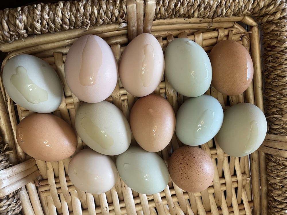 12+ Barnyard hatching eggs