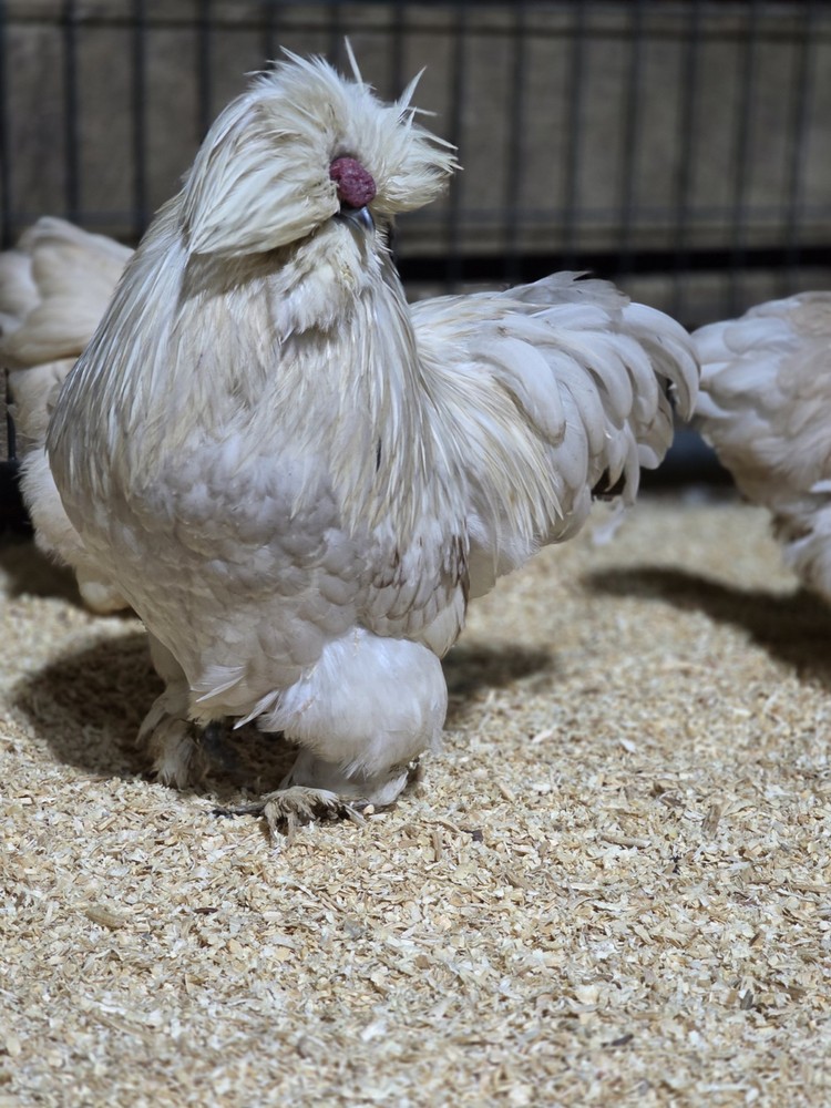 6+ Bantam Red Pyle & Buff Laced Project Satin Chicken Hatching Eggs