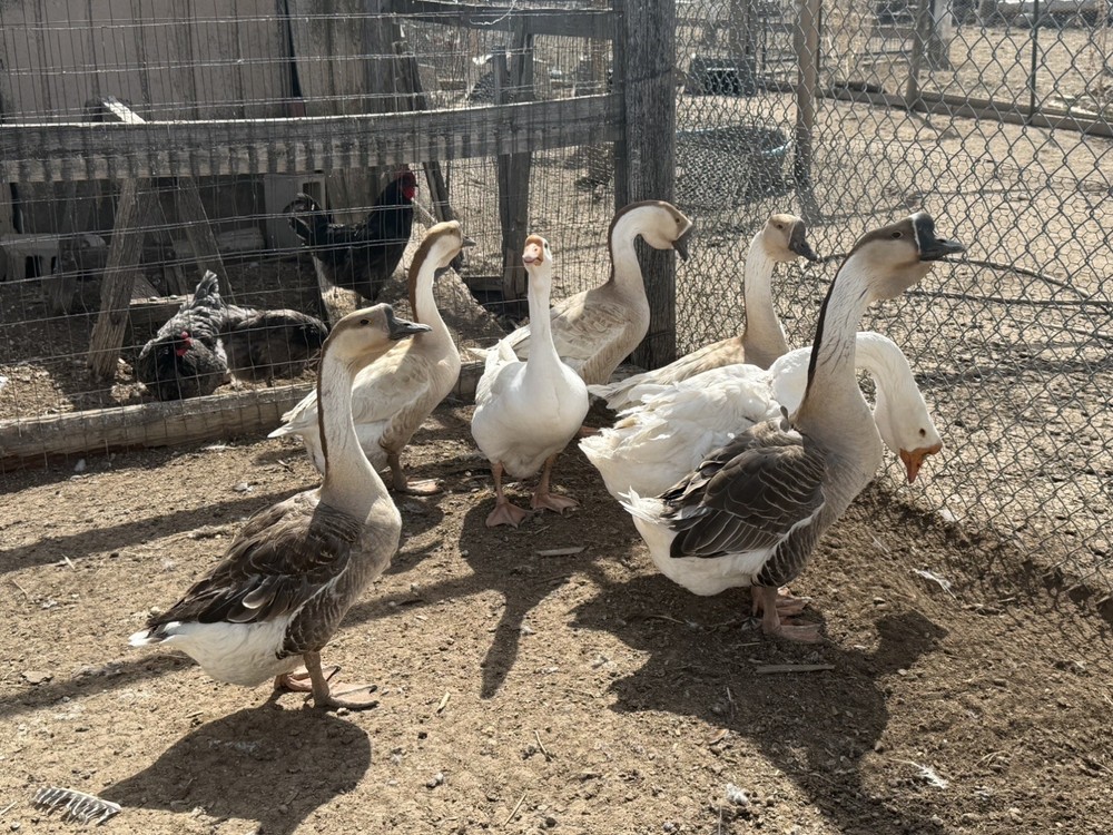 African Dewlap geese Hatching Eggs