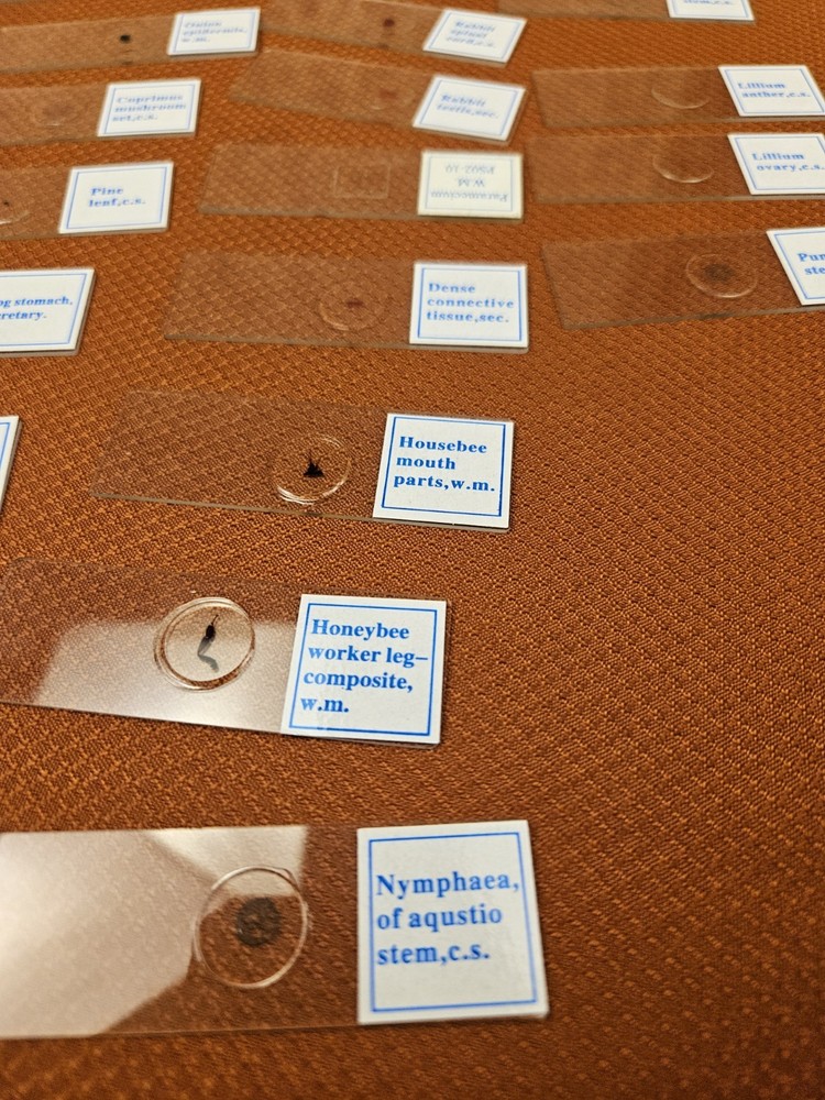 Celestron prepared microscope 25 slide set