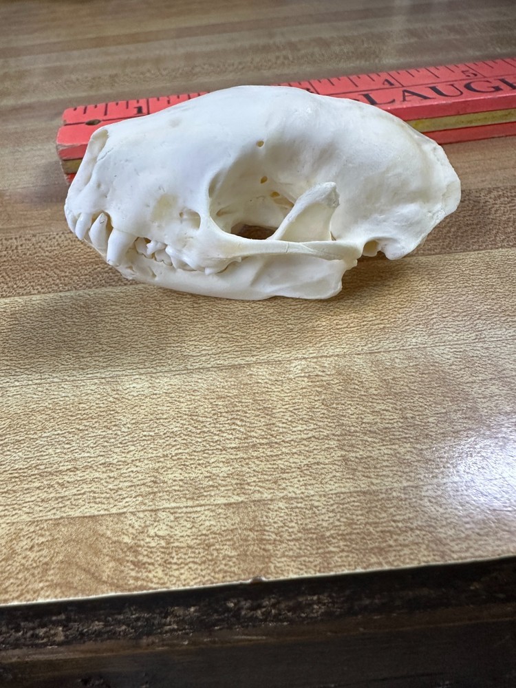 Real Bone Skunk Skull