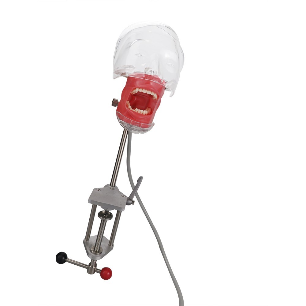 Dental Simulator Mannequin Head Teeth Model Teaching Practicing Head Mold desk