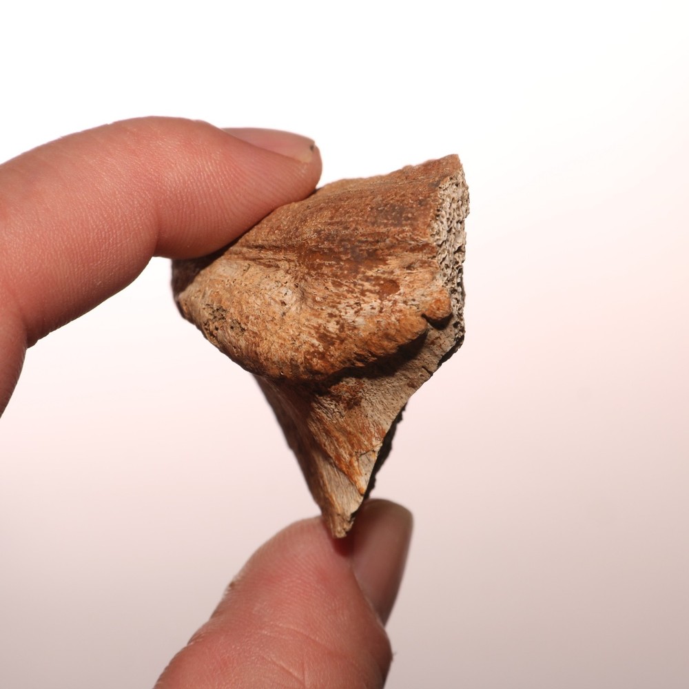 Dinosaur Vertebrae Partial - Hell Creek Formation - Nice Fossil CRETACEOUS