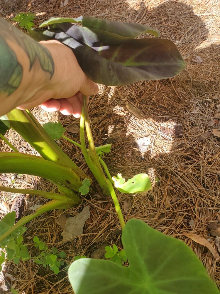 GLOWING BONES COLOCASIA ELEPHANT EAR