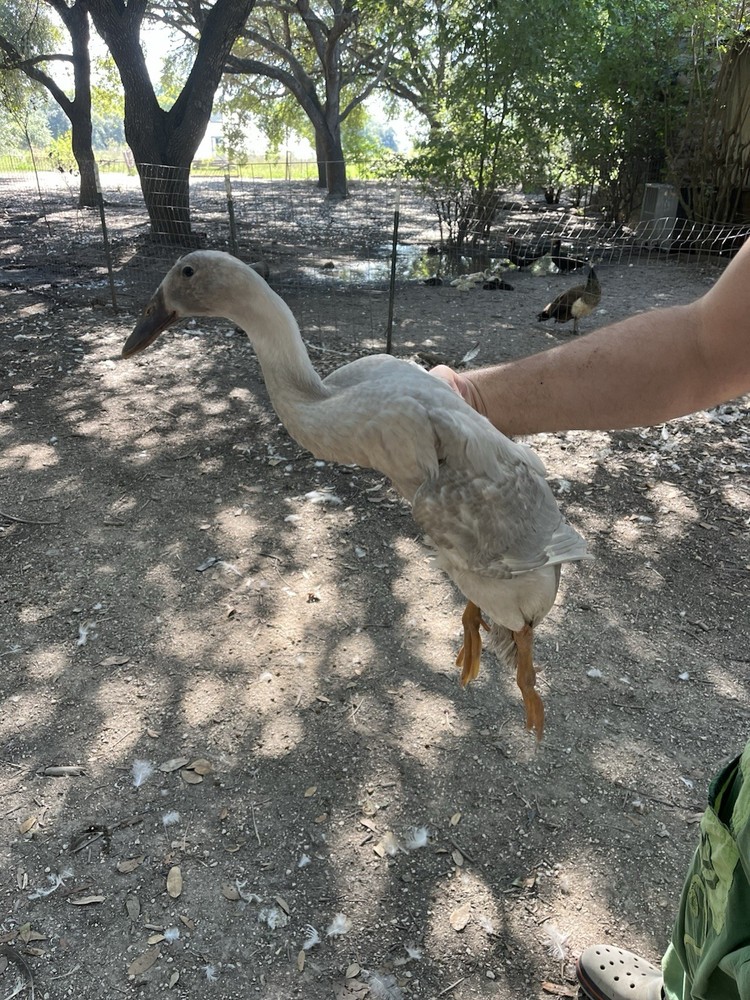 12 Indian Runner Duck Hatching Eggs (1 Doz)