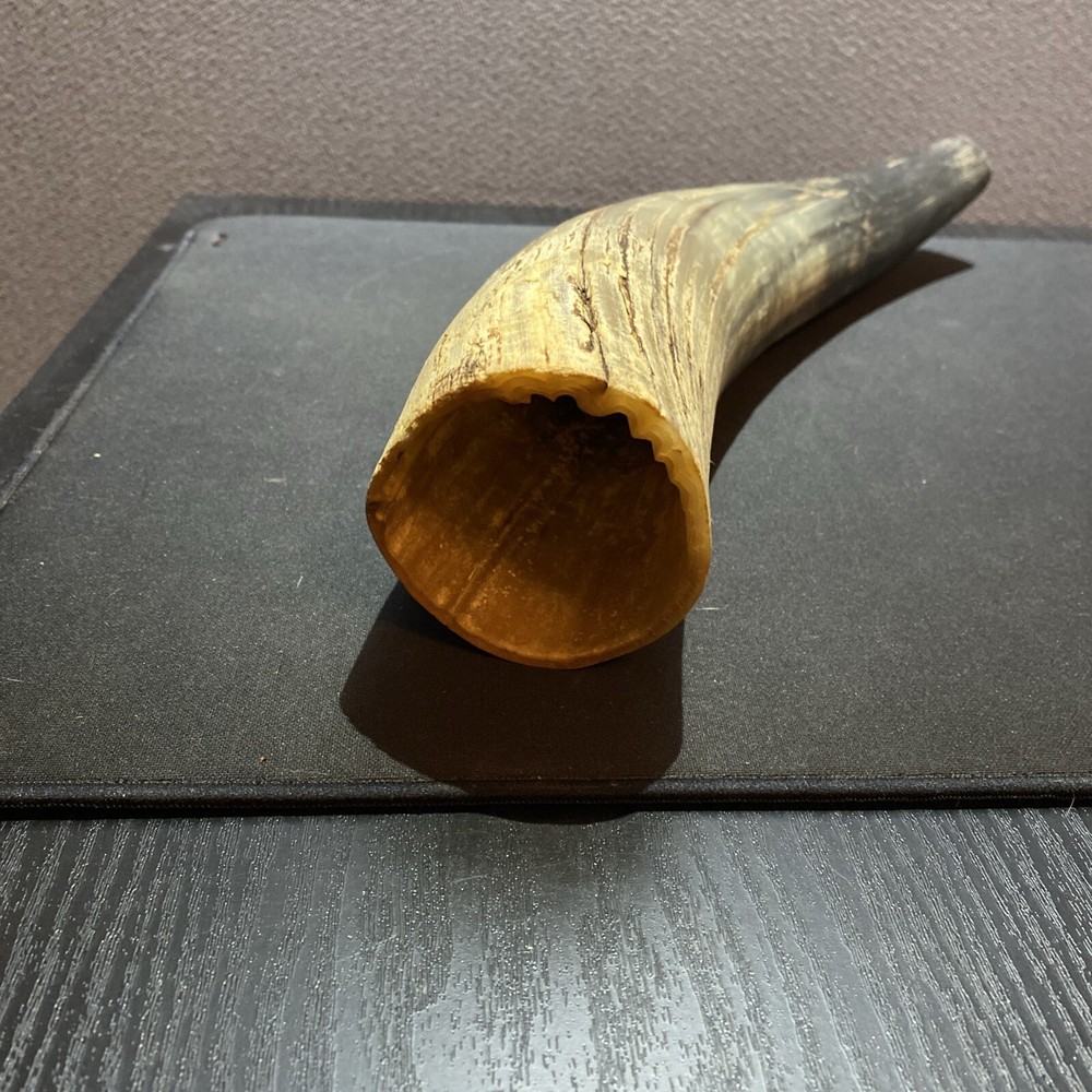Ox Bull Horn Hollow 16" Genuine