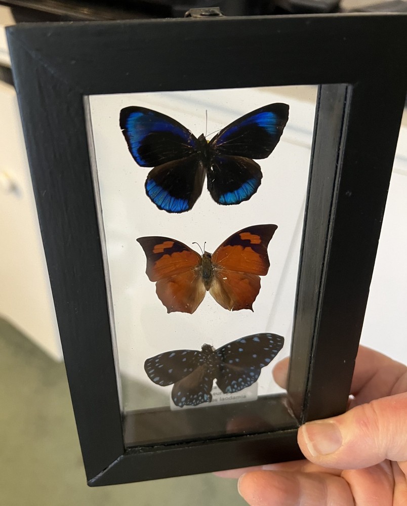 Three framed genuine butterflies - Peru - Noble Leafwing, Starry Night Cracker