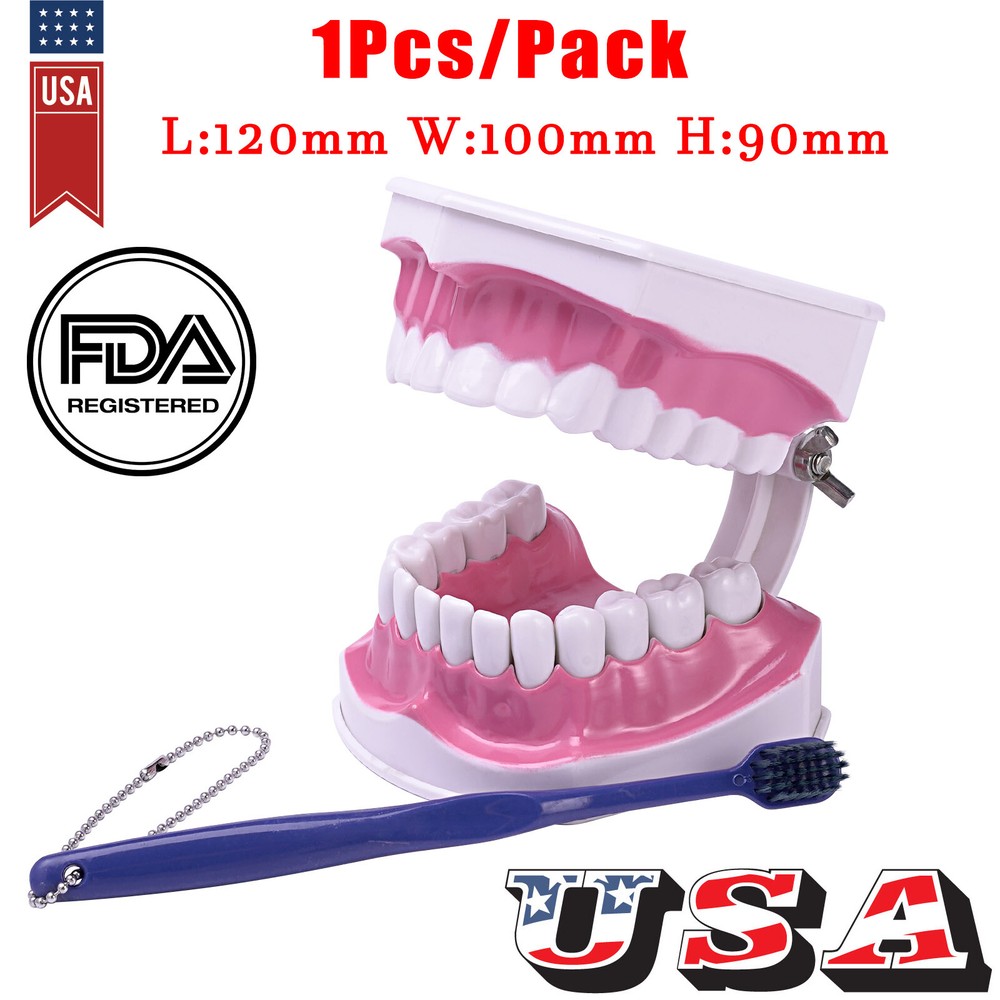 US Dental Teach Typodont Demonstration Teeth Model with Braces For Patient Study