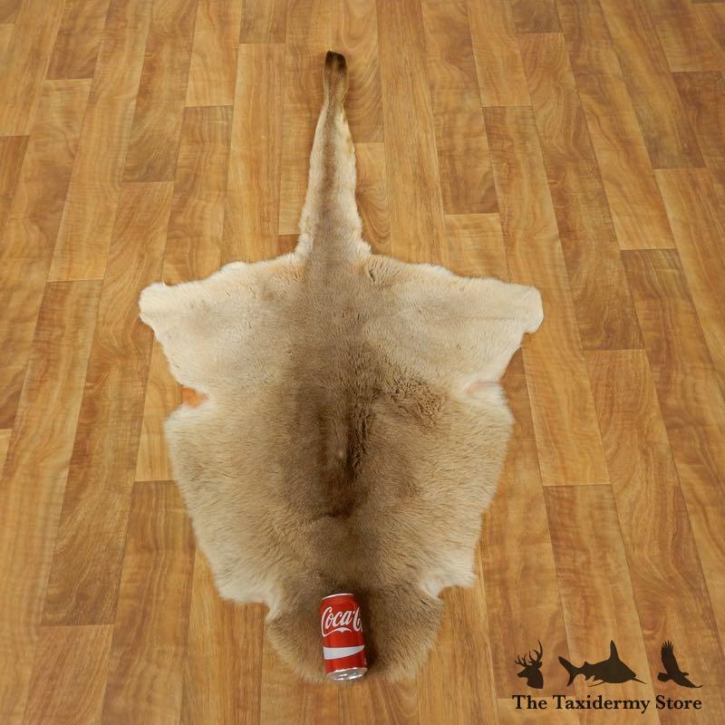 #17460 P| Kangaroo Tanned Hide For Sale