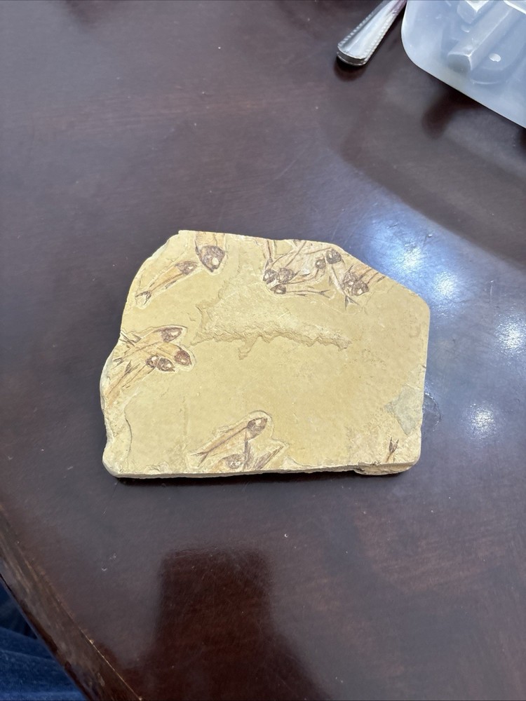 Fossil Fish (likely from the Green River)
