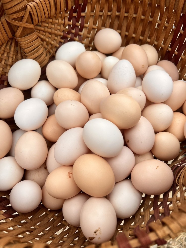 Bantam Cochin Hatching Eggs 12 ++ Assorted Colors NPIP