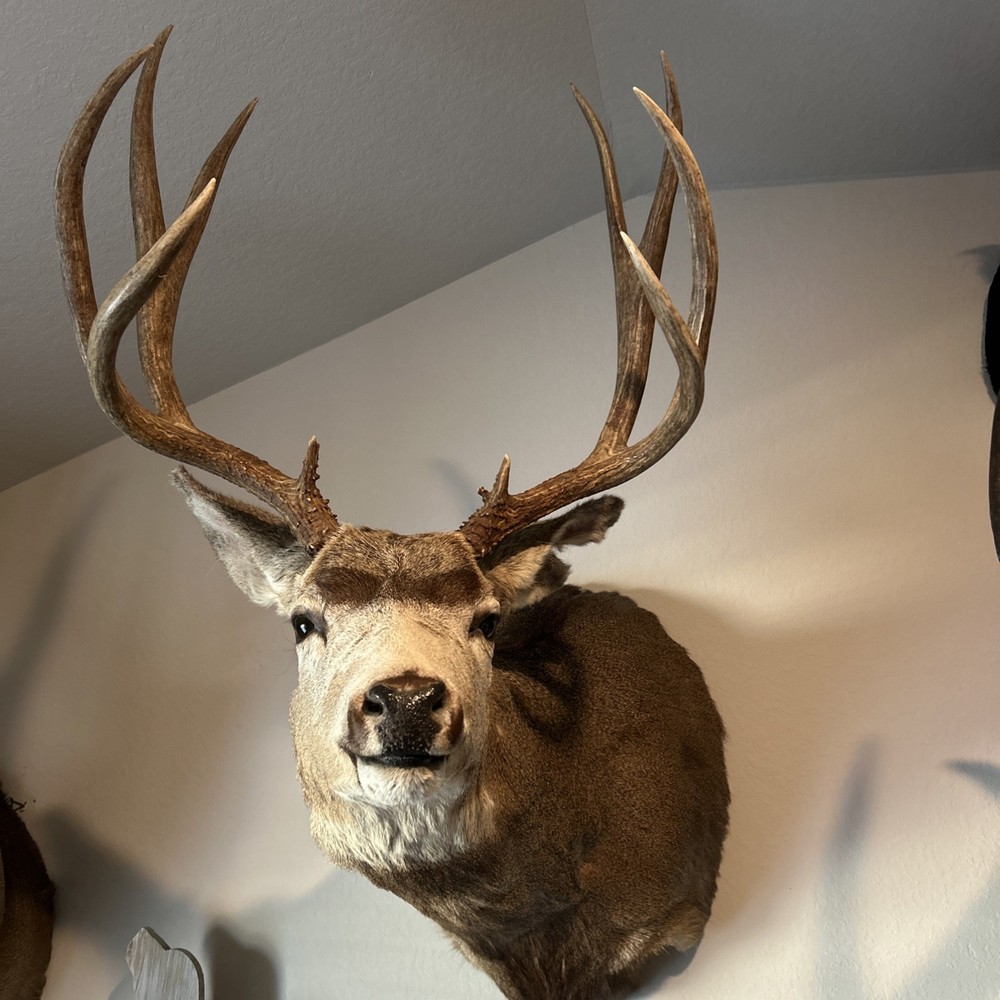 10 POINT MULE DEER 21.25 SPREAD MONSTER