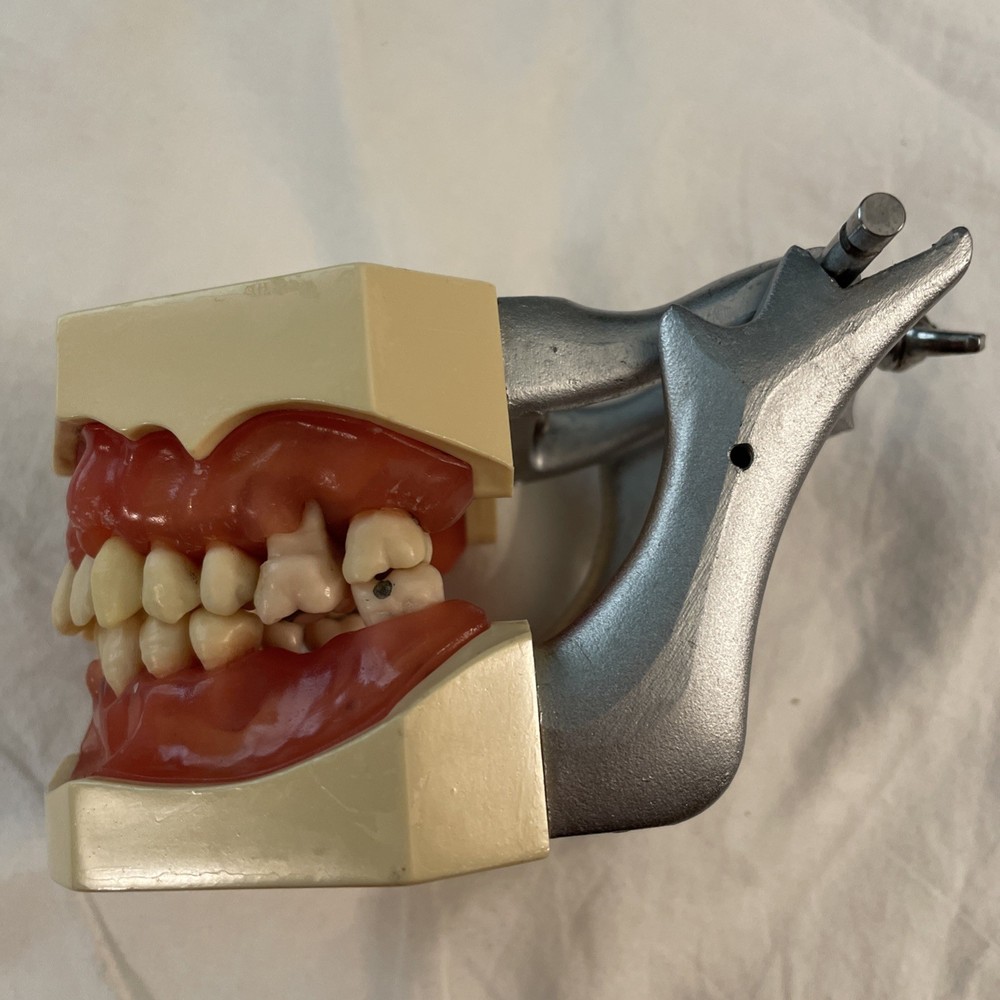 Dental Typodont Model Removable Teeth PARTS ONLY