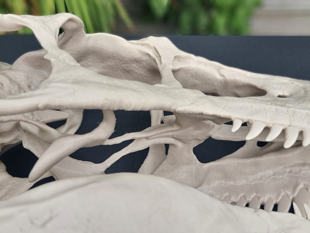 Utahraptor Life-size Dinosaur Replica Skull