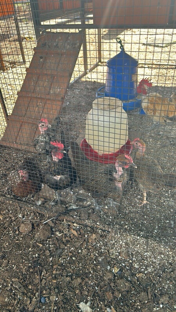 20+ 2 Micro Kikiriki Serama Hatching Eggs 4H Projects Teacup chickens