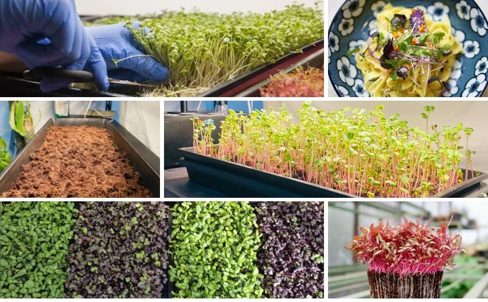 Mesh Bottom Trays 1020 for Soil Blocking, Seedling Starter, Microgreen Seed 10Pc