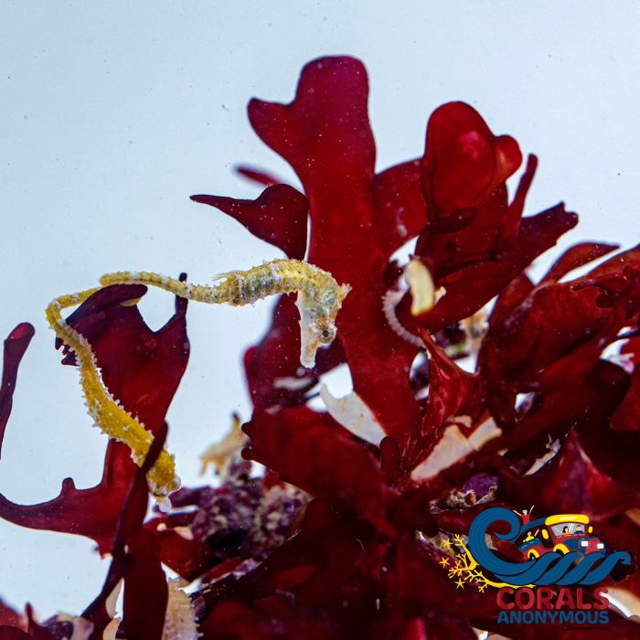 Queen of Hearts Macroalgae