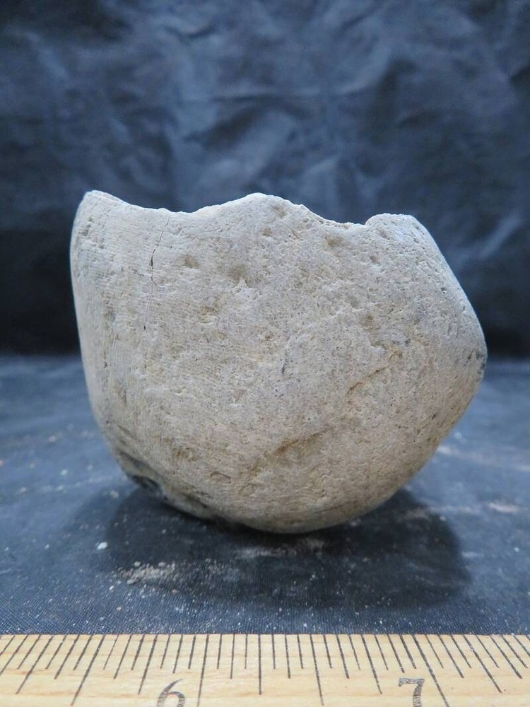 Petrified Wood 2 lbs & 1 ozs