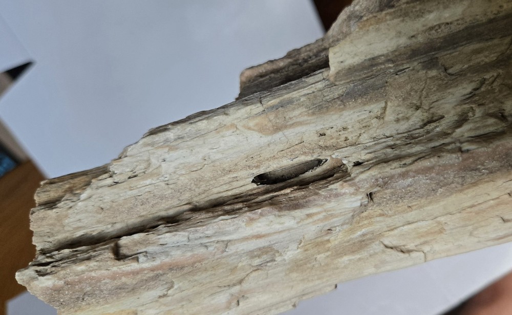 Petrified Wood