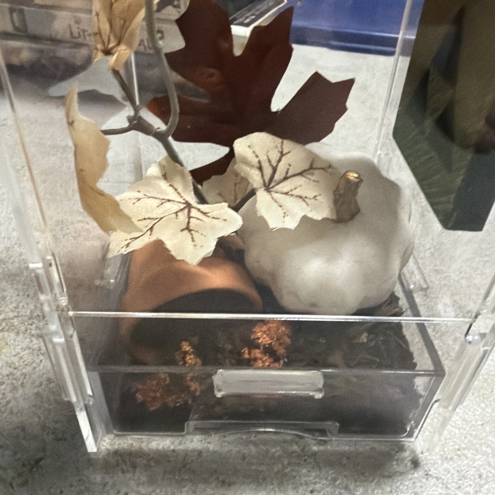 Fall Themed Jumping Spider Enclosure