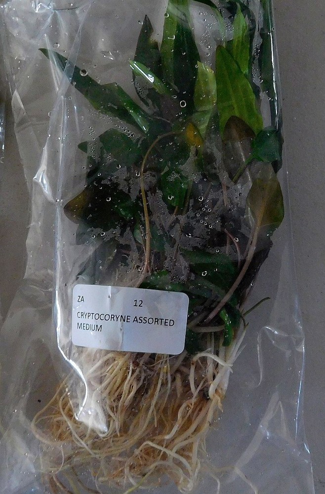 12 assorted med crypts