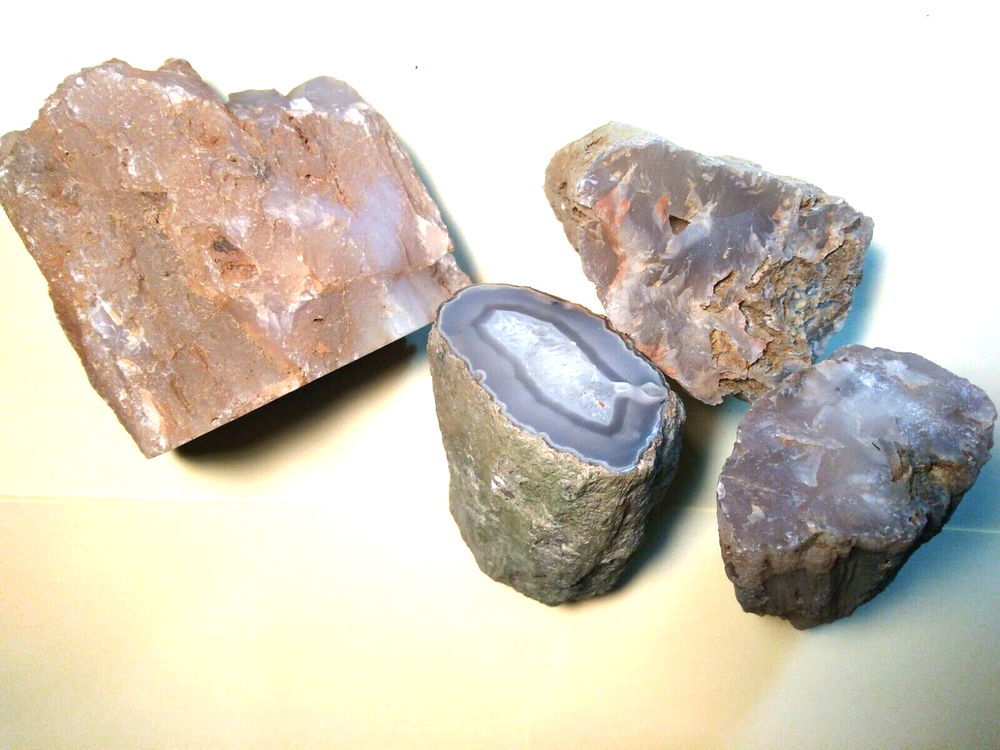 Petrified Wood Limb Casts