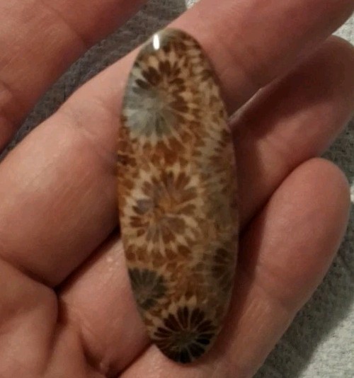 Petrified Coral Polished And Fashioned 6g