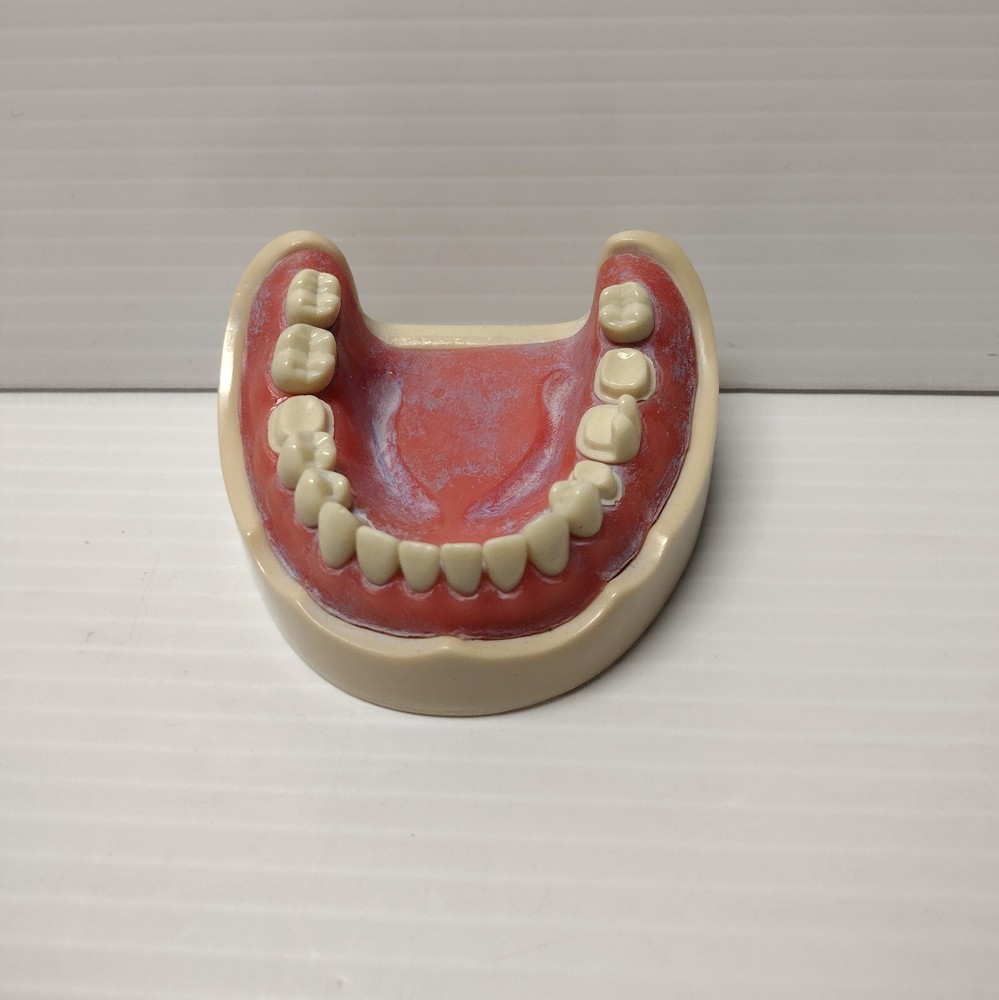 Columbia Dentoform Typodent Lower Artificial Fake Denture For Training Purposes