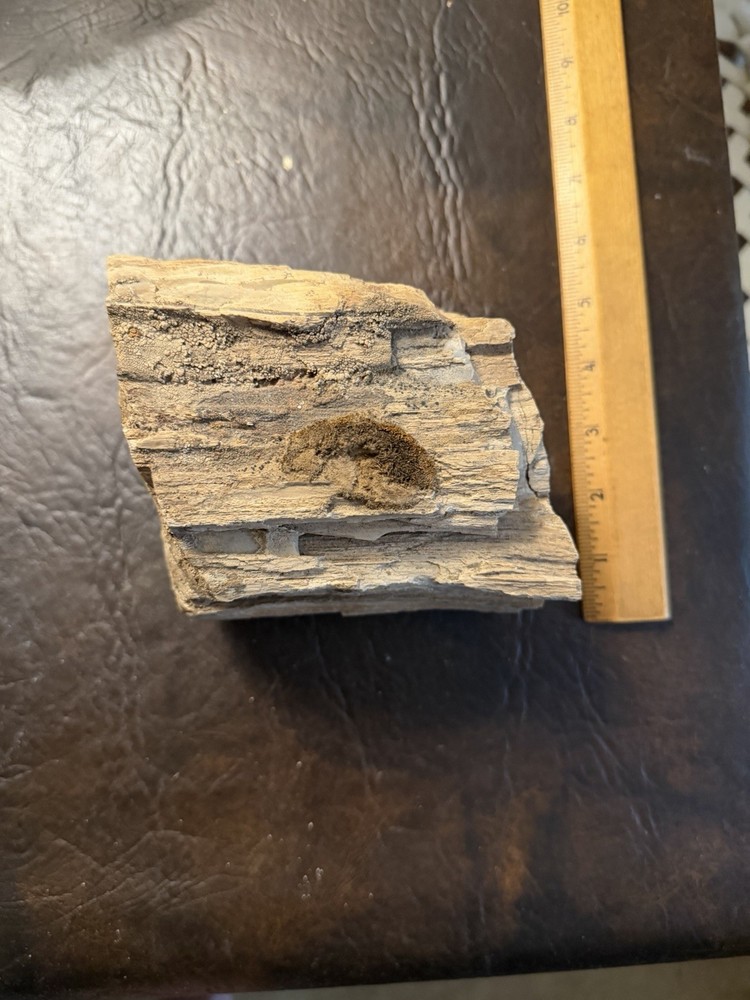 Petrified Wood 5lb