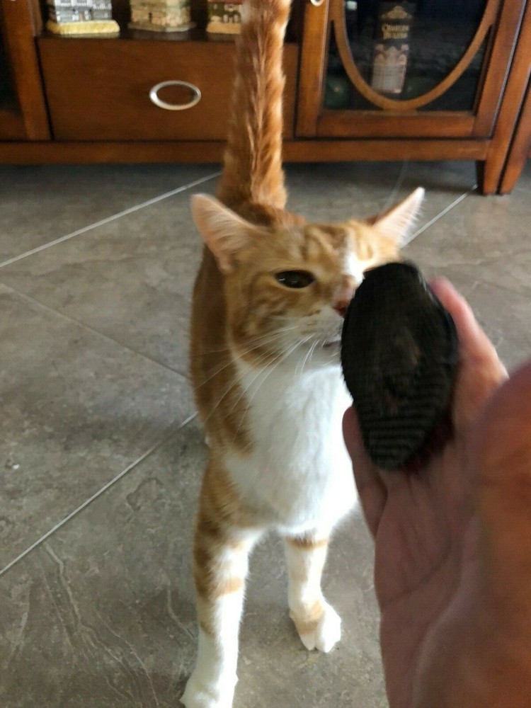 Pet Kitty-Cat Palm Brush and Massager