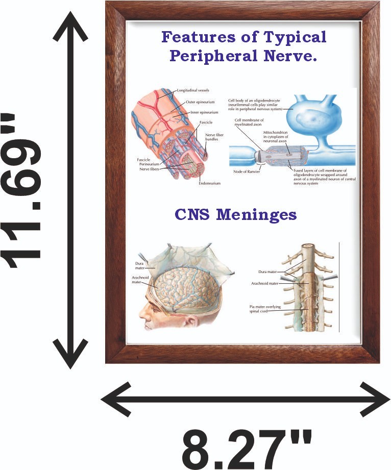 Features of Typical Peripheral Nerve Chart 12x18 inches
