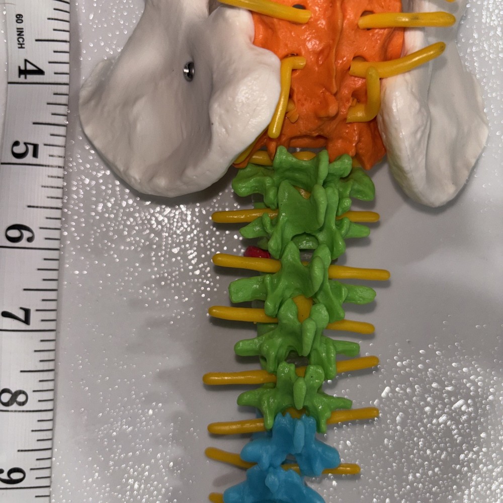 Human Spine Model Skeleton Model Anatomical Model