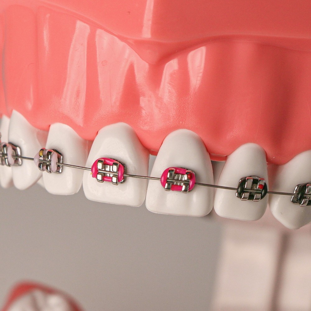 US Dental Typodont Demo Teeth Model1:1 Brushing Flossing Teaching Practice Study
