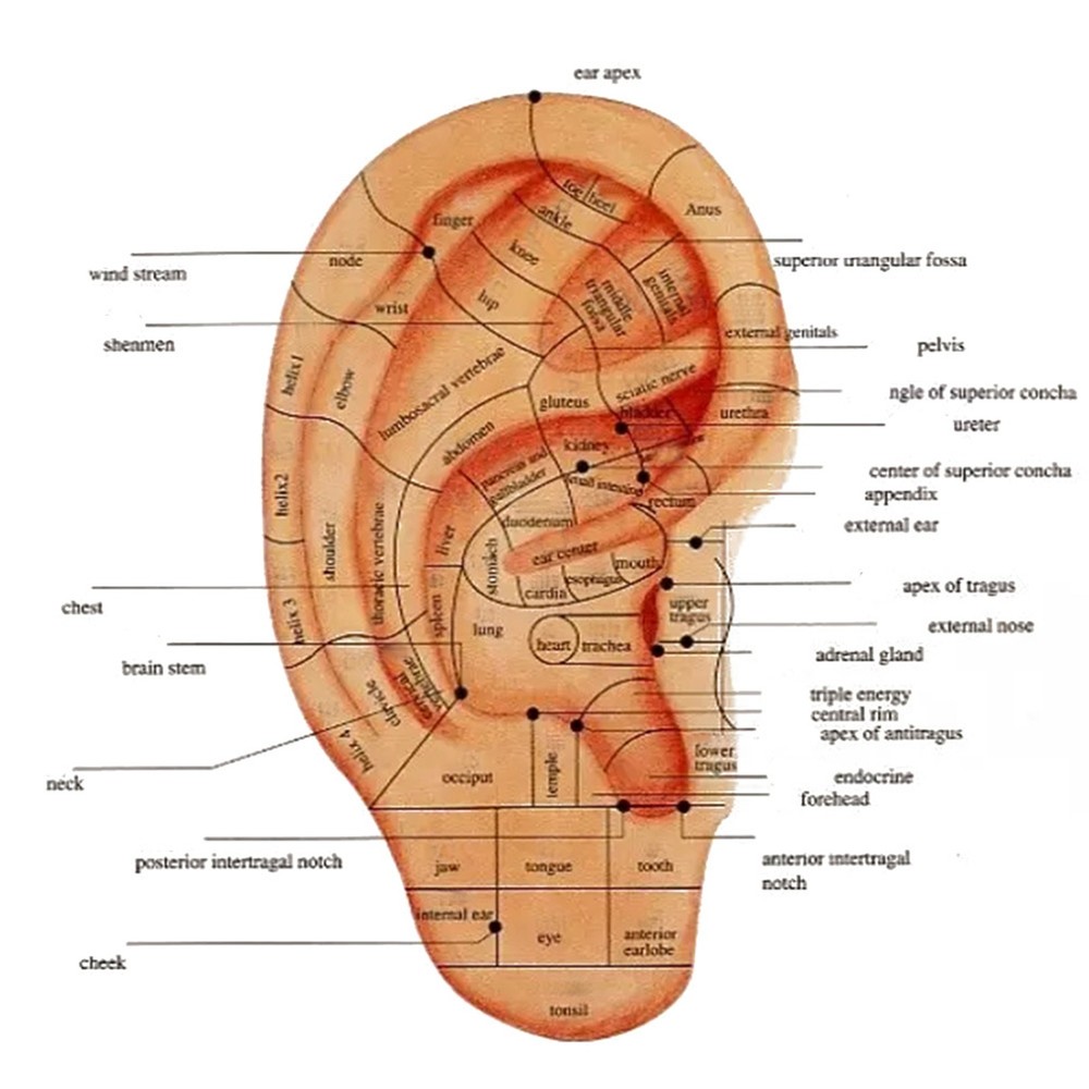 Auricular Points Detector Automatic Ear Detection Pen Warning Sound Acupressure↑