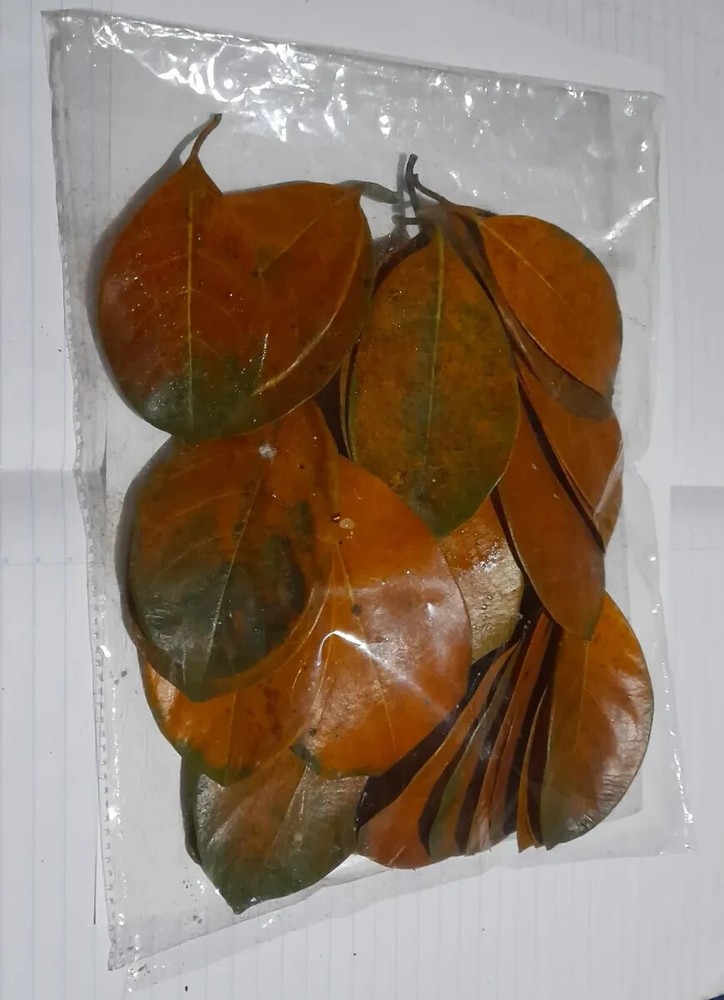 original organise 100% jackfruit leaf