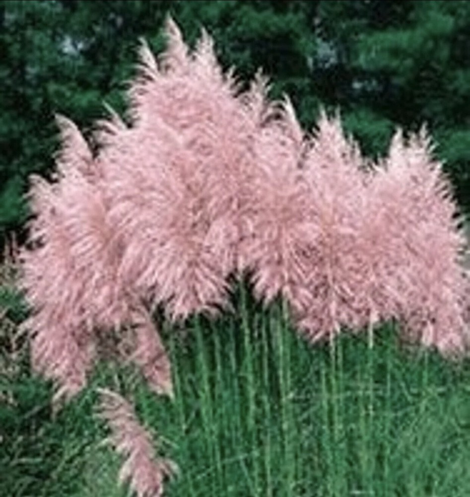 Pampas Grass- Pink- 3 Plugs