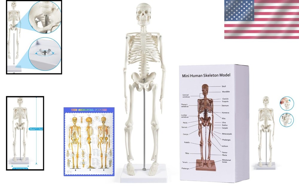 Realistic 17" Human Skeleton Model - Desktop Anatomy, Scientific Study Aid