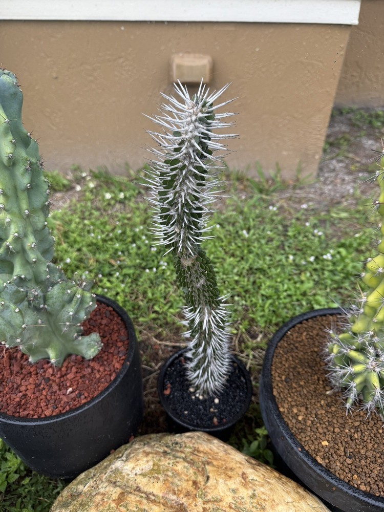 Alluaudia montagnacii  18”