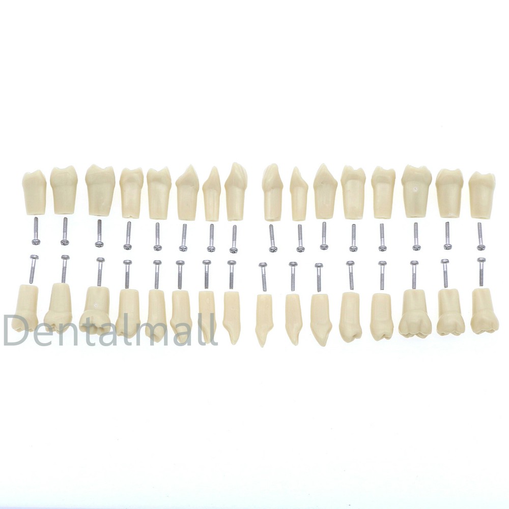 Dental Frasaco AG3 Type Restorative Typodont Model 32pc Marked Teeth M8014-2