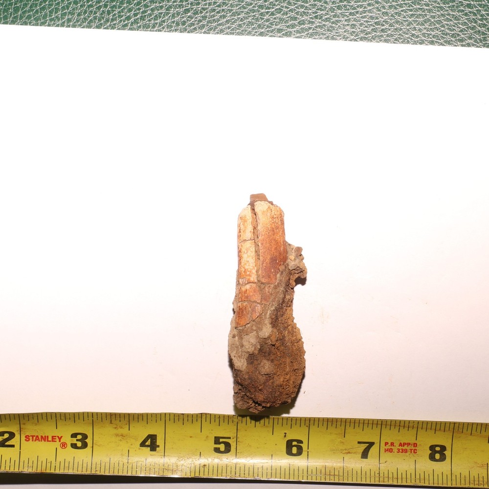 Dino Process Vertebra - Fossil Dinosaur Hell Creek Formation Cretaceous