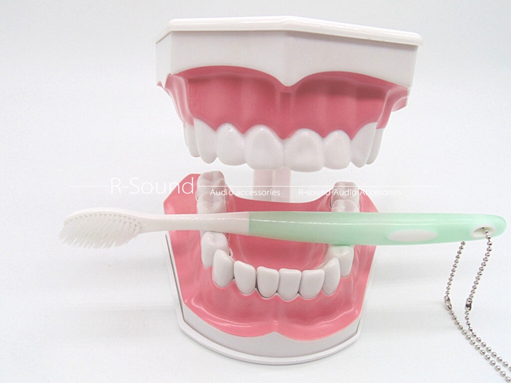 Dental Typodont Model Teaching Model Demonstration With Removable Teeth*