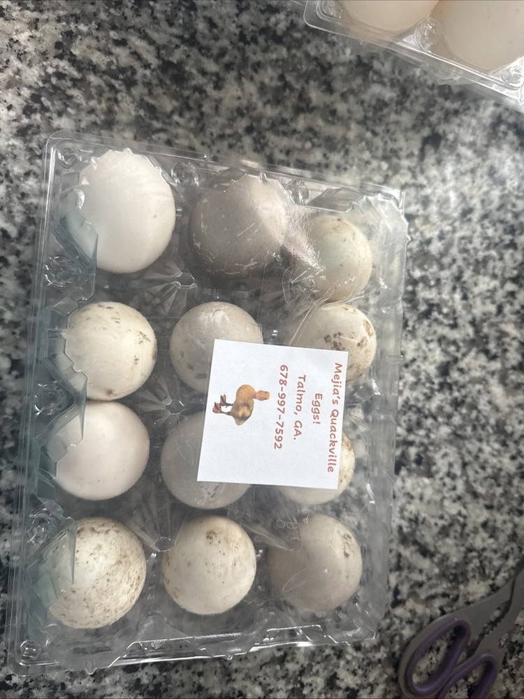 Sliver/black/blue Swedish 12 Hatching Eggs.