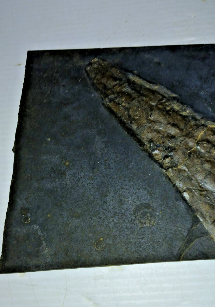 Dinosaur? Fish? Ray? Fossil