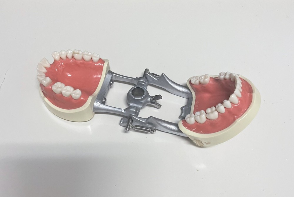 Dental Typodont Model Type With Removable Screw-in Teeth