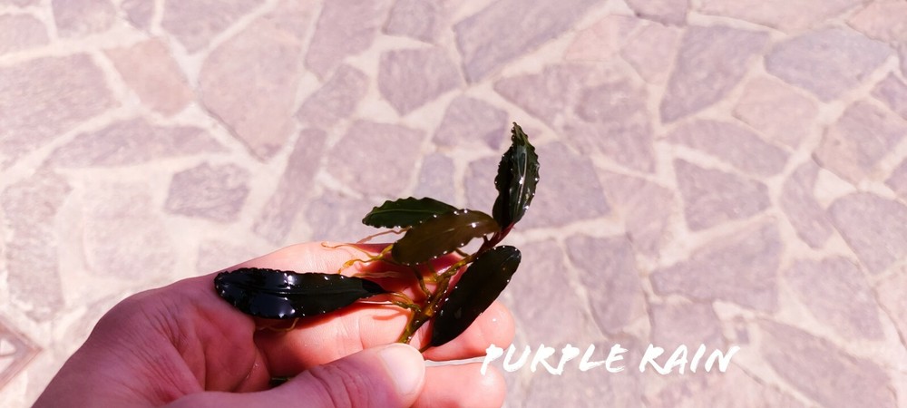 Bucephalandra rain rhizome 7 cm